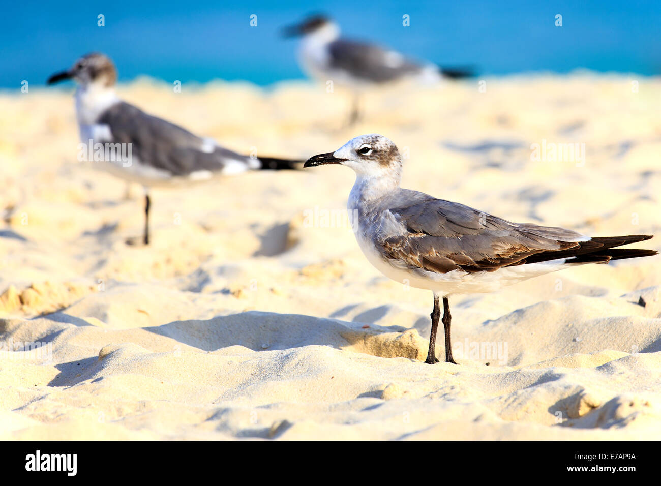 Gruppo di gabbiani sulla spiaggia sabbiosa contro lo sfondo del mare dei Caraibi Foto Stock