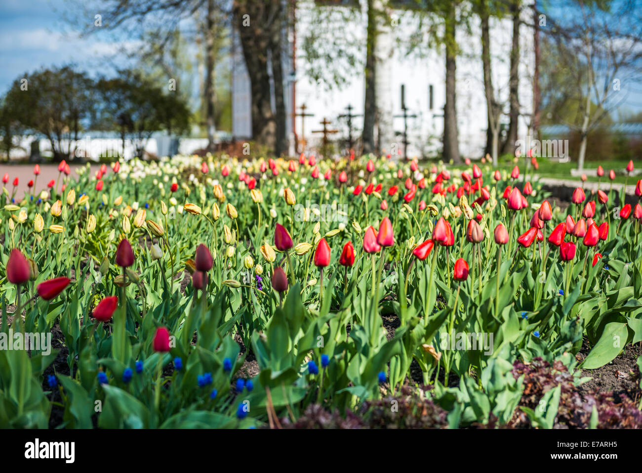 Tulipani variopinto giardino vicino a Saint Nicholas (Nikolsky) monastero, Pereslavl-Zalessky, Russia Foto Stock