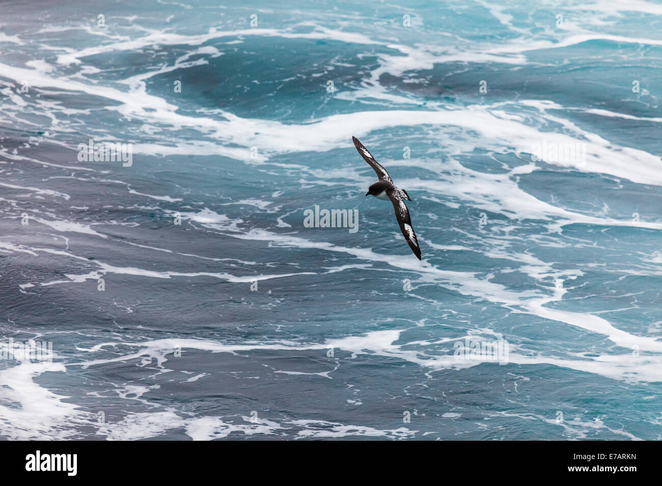 Un capo Petrel (Daption capense) battenti vicino alla superficie del mare, nei pressi di Half Moon Island, Antartide Foto Stock