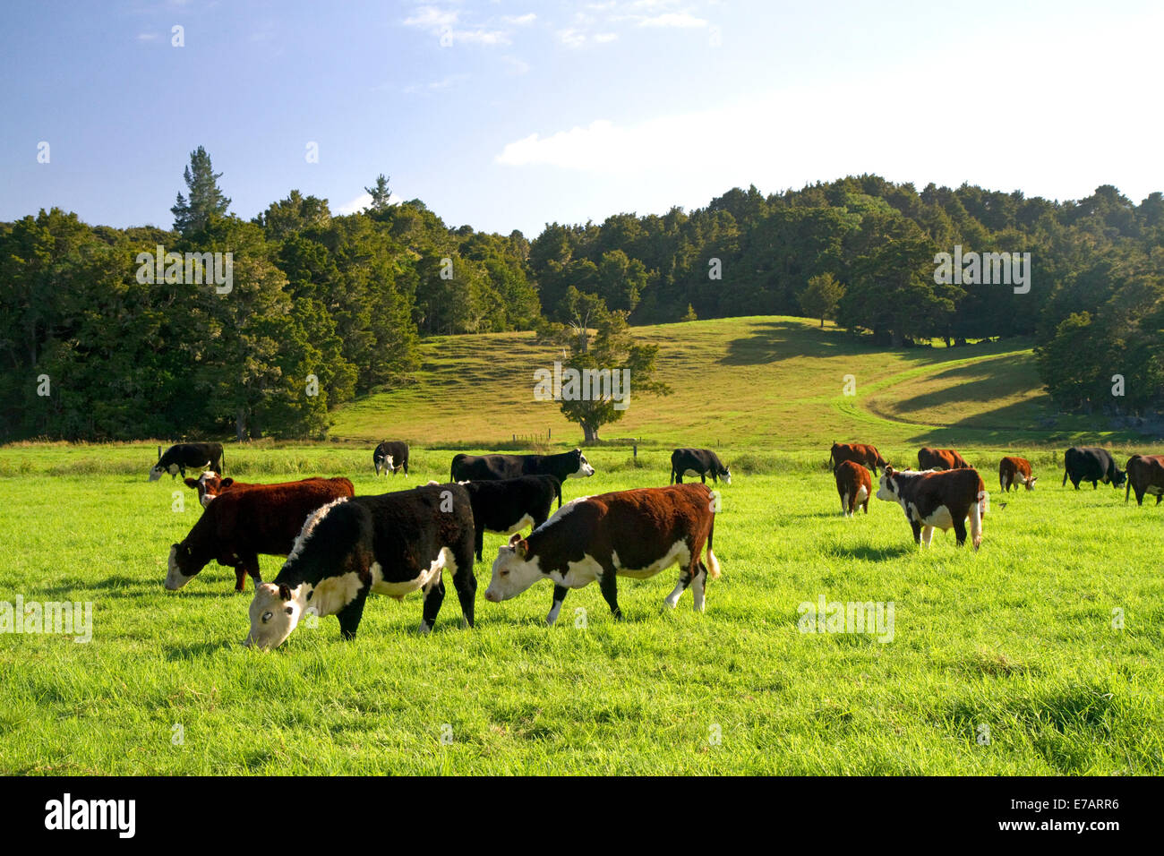 Il bestiame pascola sui terreni agricoli vicino a Kawakawa, Isola del nord, Nuova Zelanda. Foto Stock