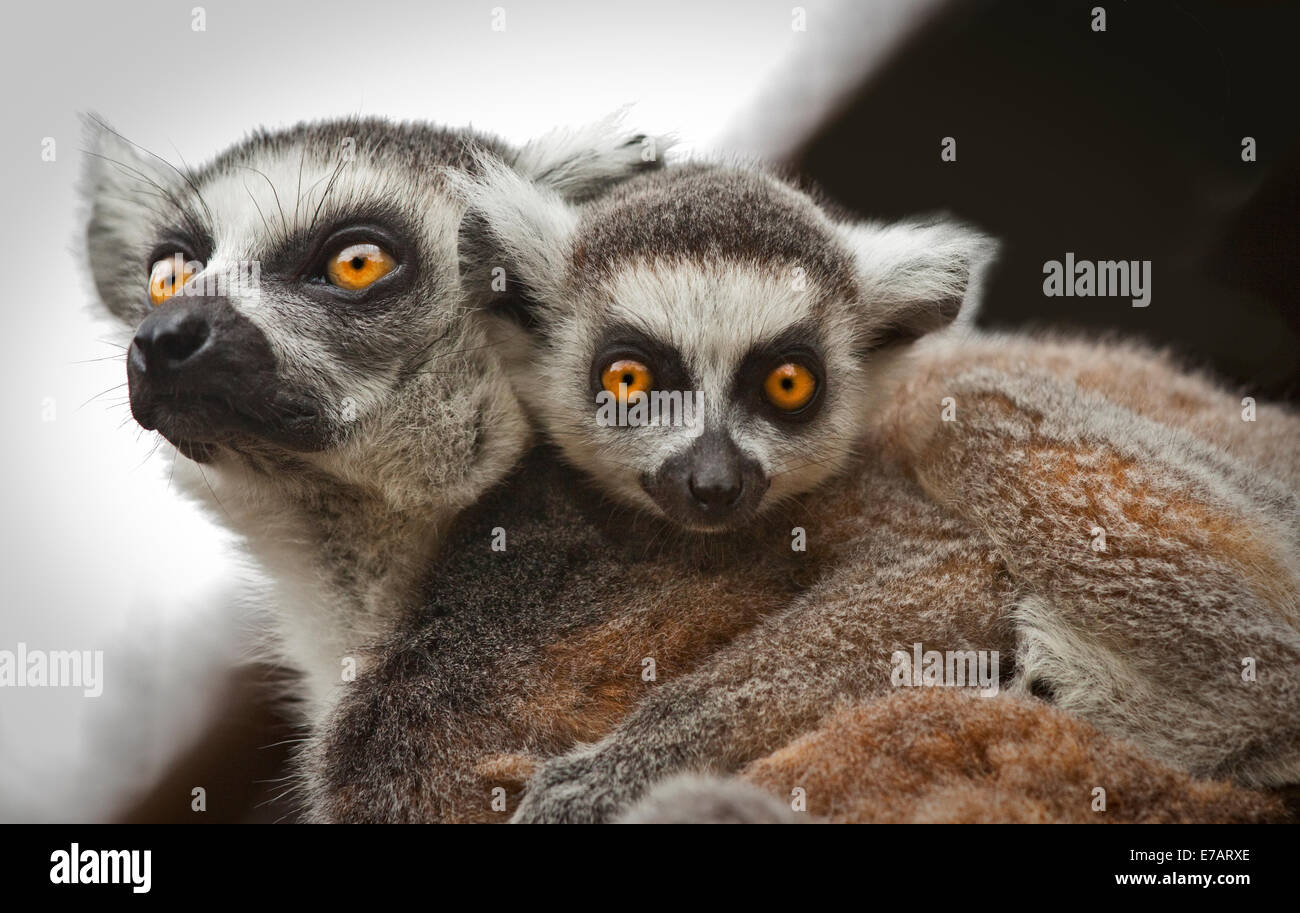 Baby lemure Ring-Tailed sulla madre del Back (Lemur catta) Foto Stock