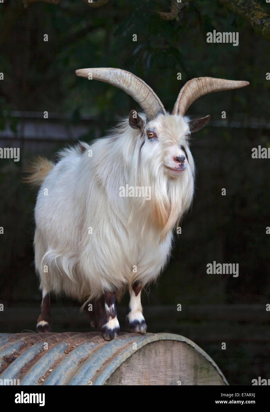 Afriican pigmeo di capra Foto Stock
