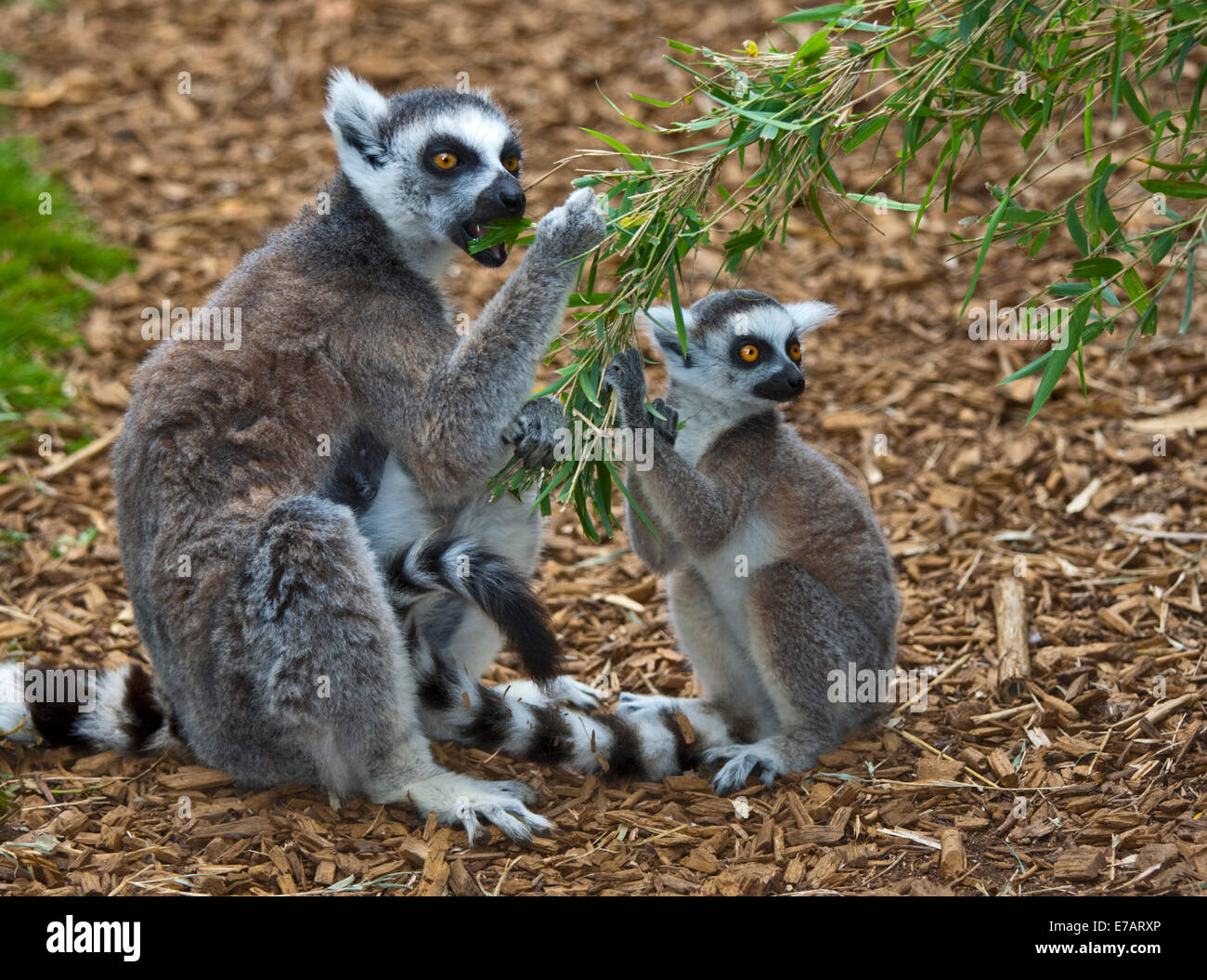 Lemure Ring-Tailed madre e giovani alimentazione (Lemur catta) Foto Stock