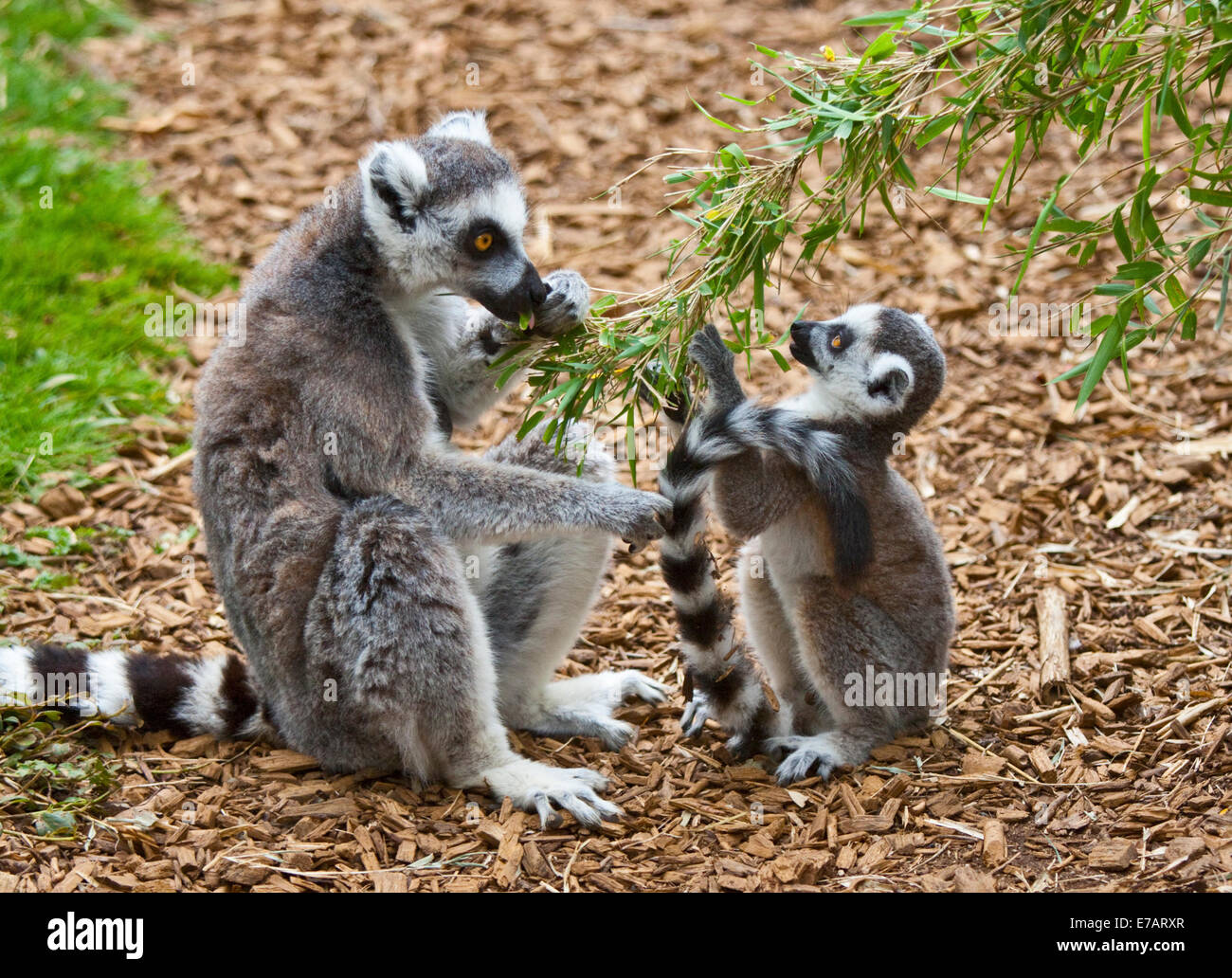 Lemure Ring-Tailed madre e giovani alimentazione (Lemur catta) Foto Stock