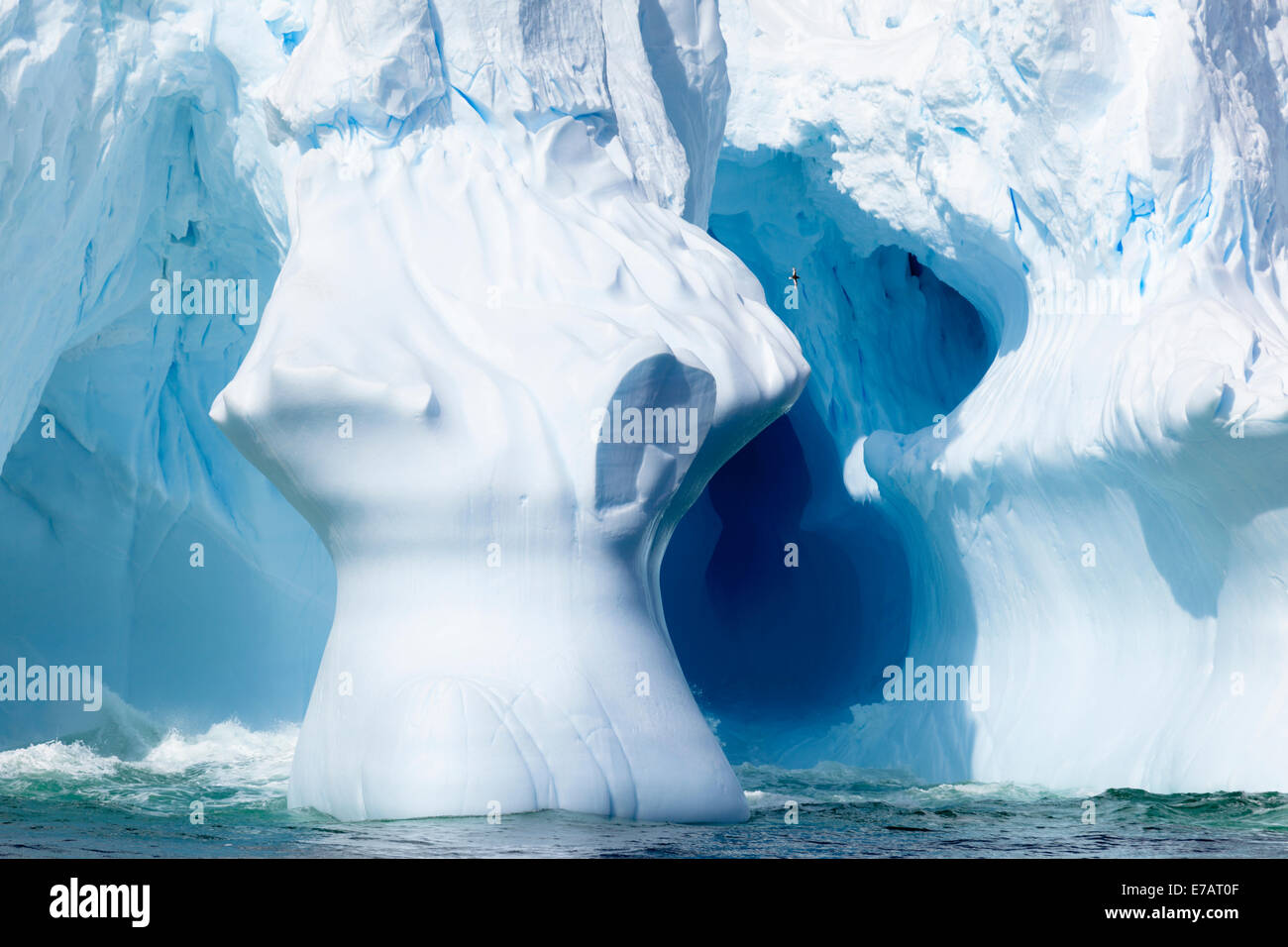 Uccello che vola in una grotta di un iceberg tabulari, Marguerite Bay, Antartide Foto Stock