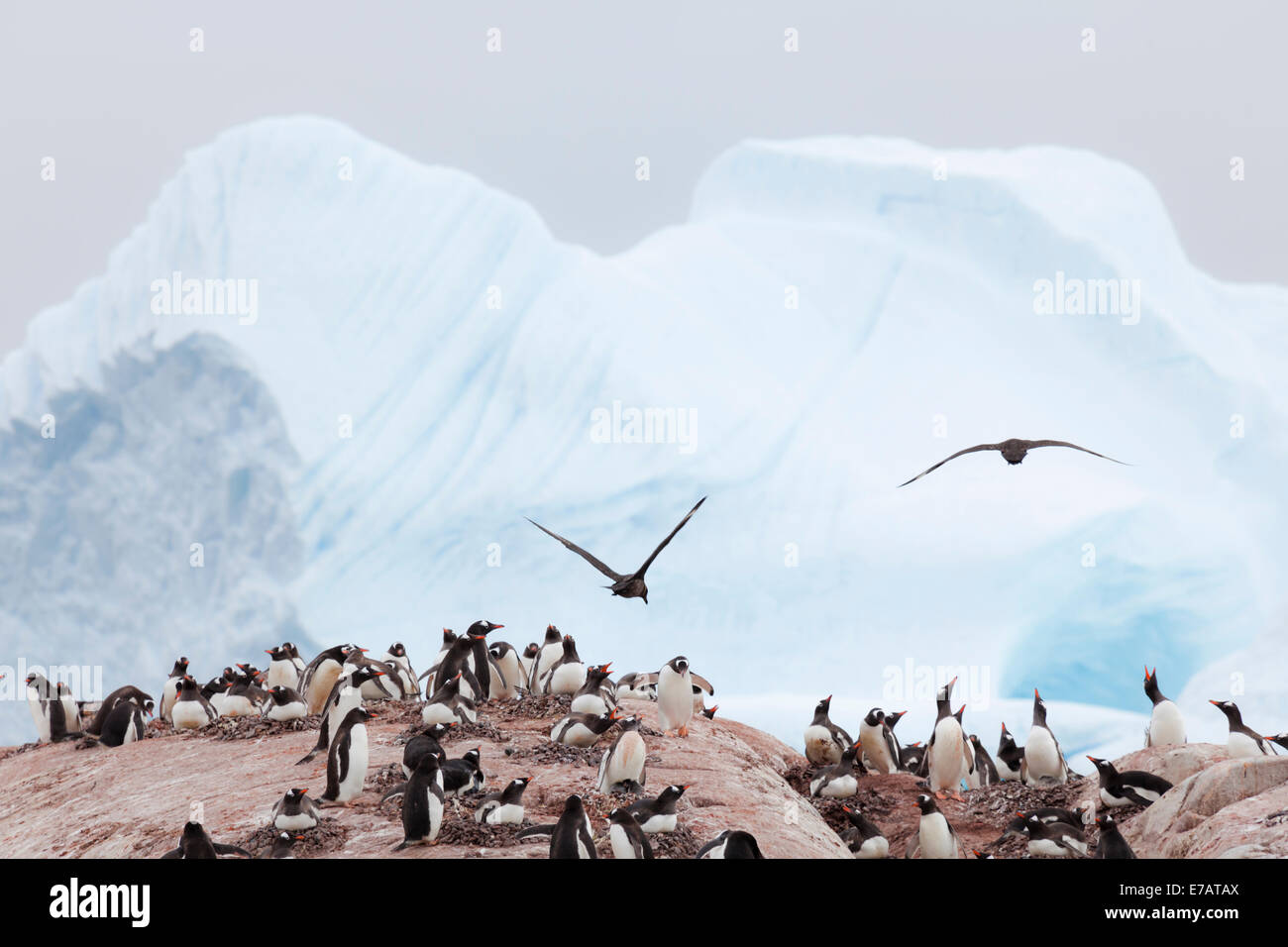 Pinguino Gentoo (Pygoscelis papua) colonia attaccato da sud stercorari polare (Stercorarius maccormicki), utili Isola, Antartide Foto Stock