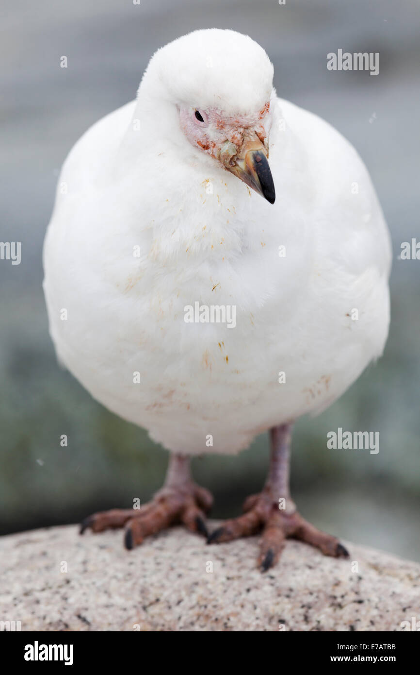 Due sheathbills nevoso (Chionis albus), utili Isola, Antartide Foto Stock