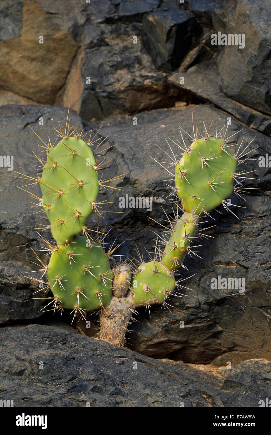 Indian fig opuntia, Barberia fig, Cactus Pear, cactus di smidollati, (Opuntia ficus-indica), Cactaceae, Fuerteventura Foto Stock
