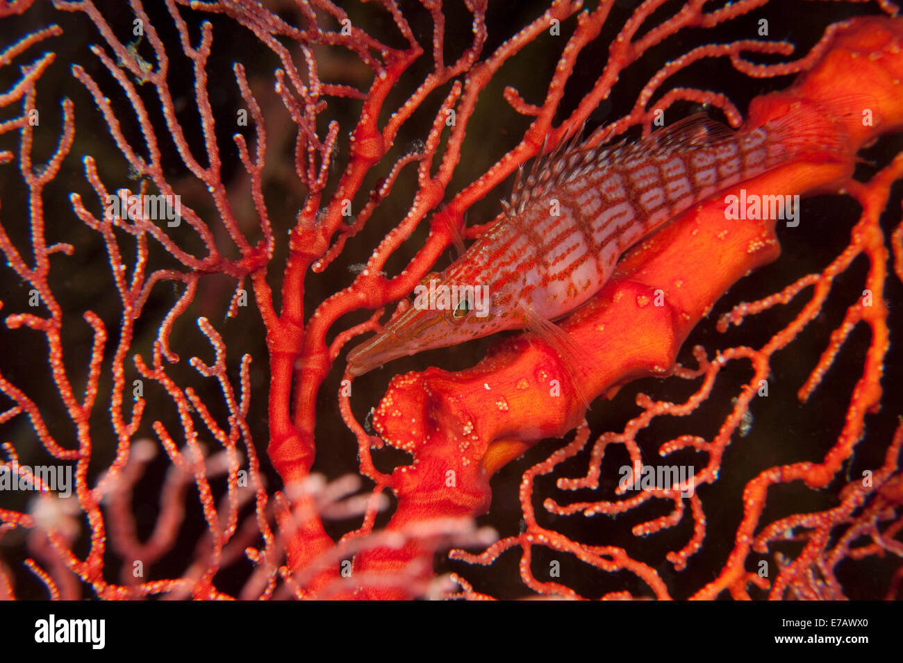 Un Longnose Hawkfish su un ventilatore di mare nelle isole Salomone. Foto Stock