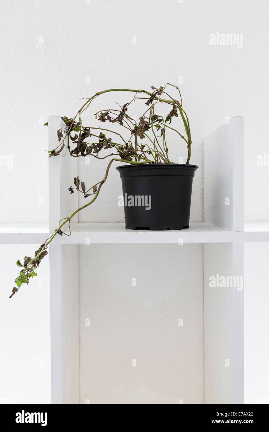 Morire o quasi vegetali morti in una pentola su una pianura ripiano bianco Foto Stock