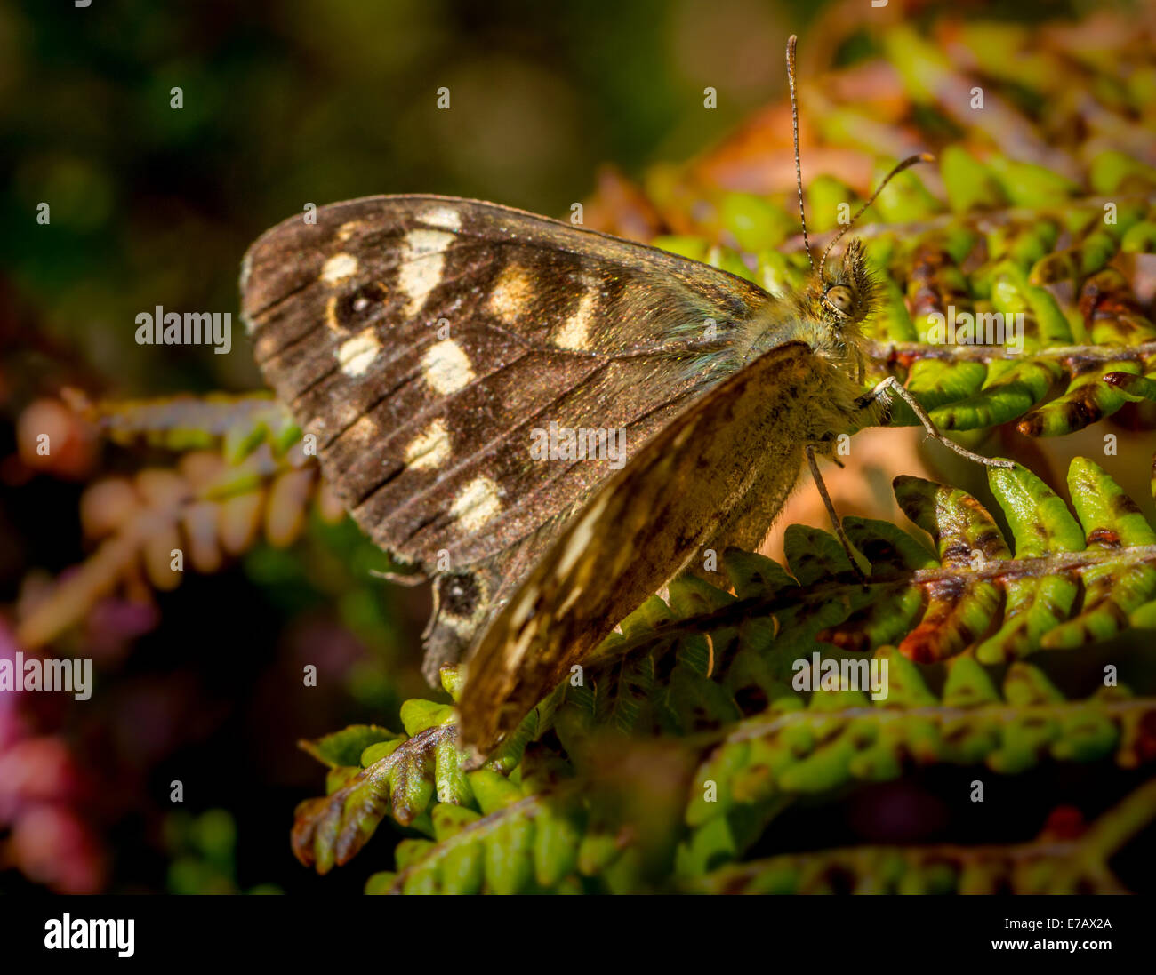 Chiazzato legno butterfly Foto Stock