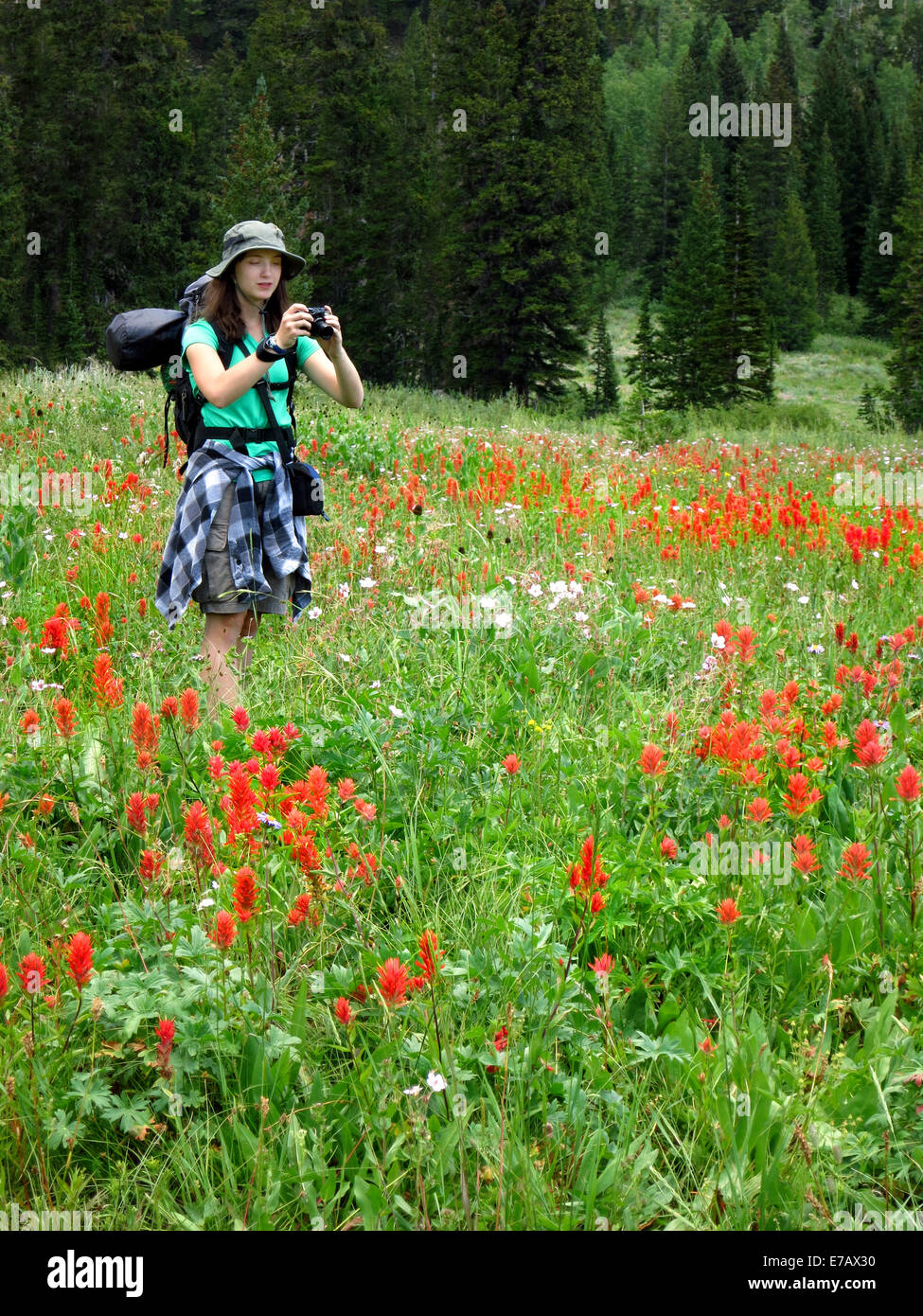 Donna giovani con lo zaino in spalla in fiori selvatici tenendo fotografia Foto Stock
