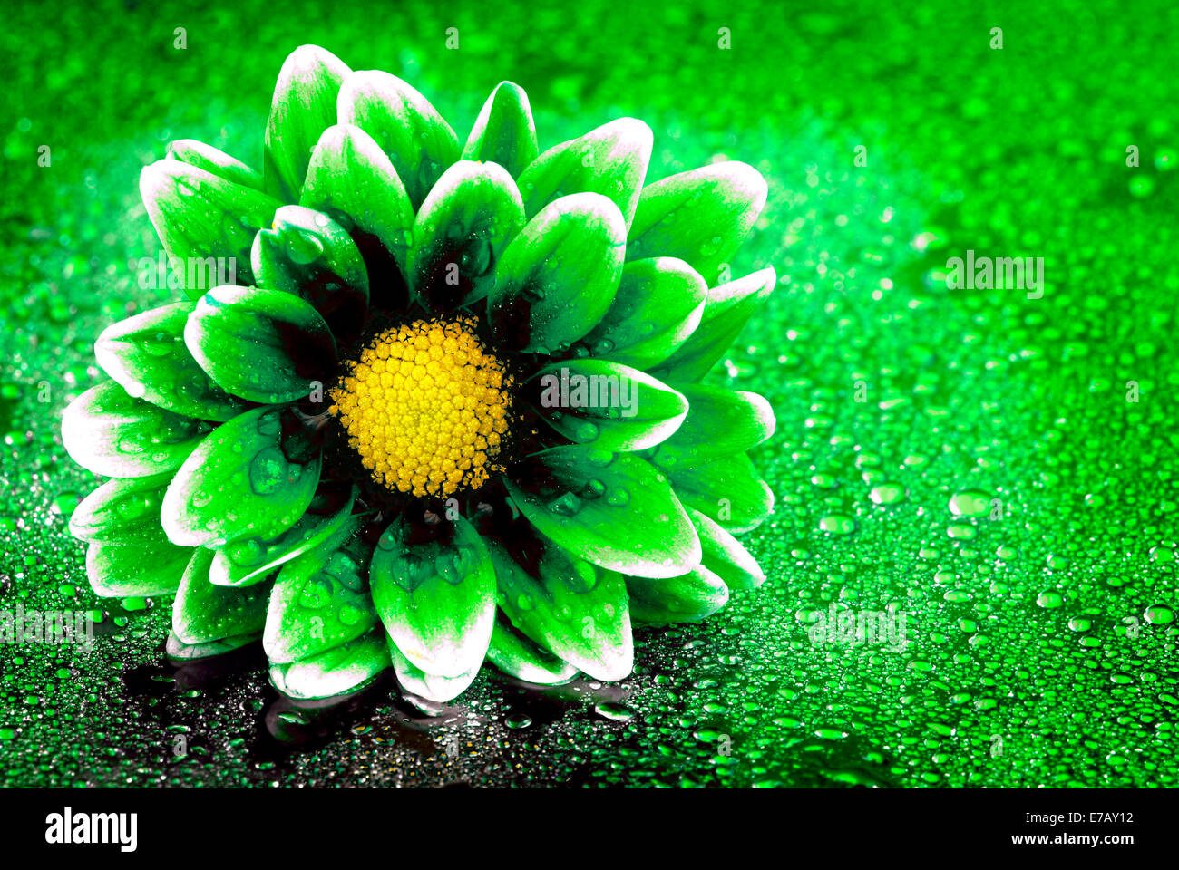 Fresco e verde fiore giallo con gocce d'acqua per l'ambiente Foto Stock