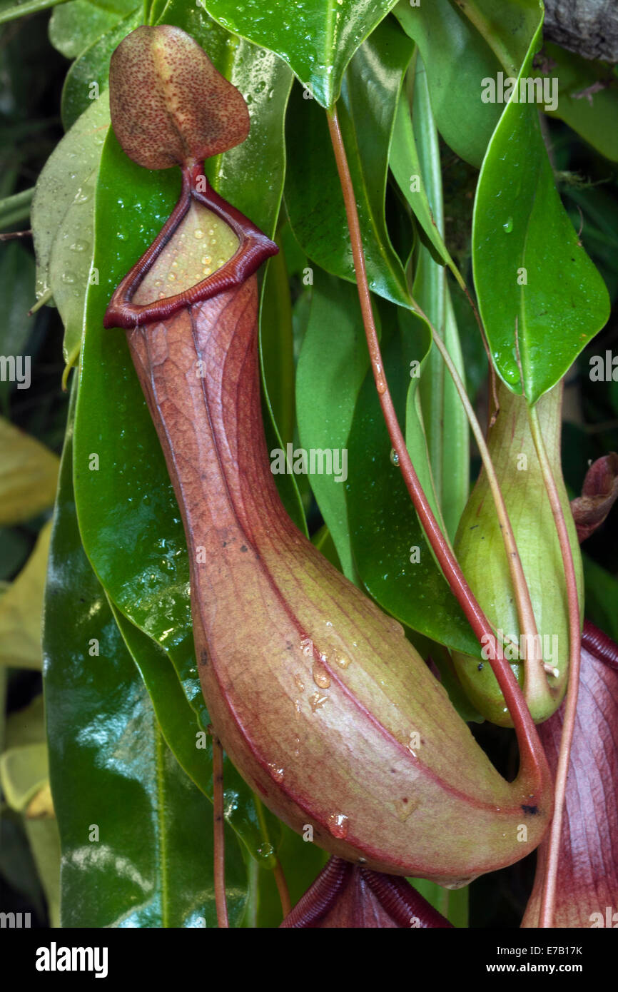 Piante carnivore; Nepenthes x ventrata, pianta tropicale di caraffa 'tazza di chiave', in mostra all'Harrogate Annual Autumn Flower Show, Yorkshire Showground, classificato come uno dei primi tre eventi di giardinaggio della Gran Bretagna. Foto Stock