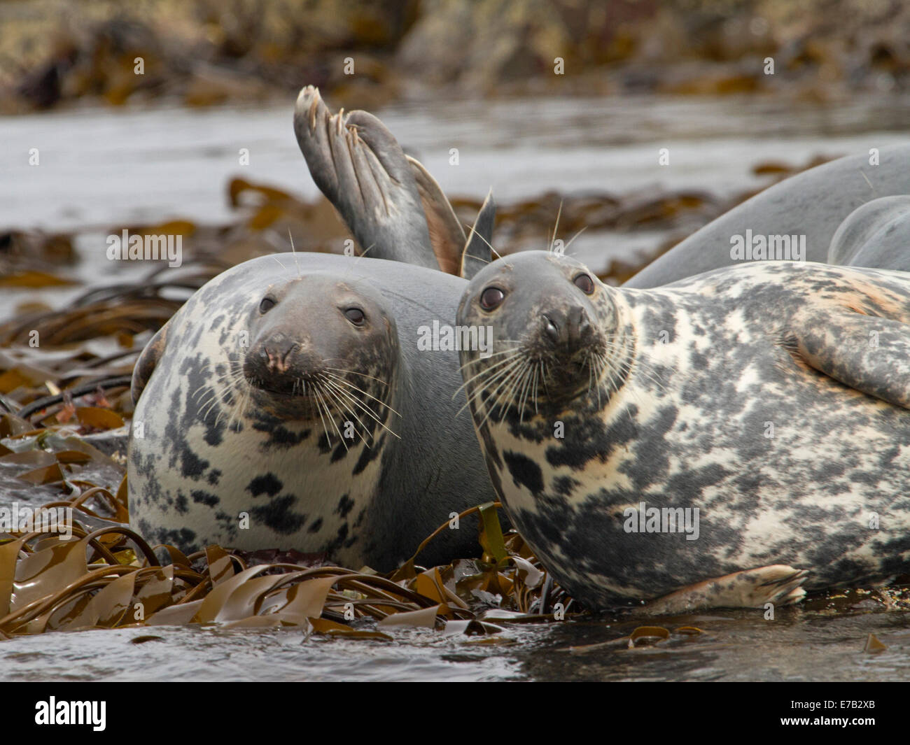 Due Foche Artiche crogiolarsi sulle rocce ricoperte di kelp vicino a farne isola nel mare del Nord, vicino a Seahouses, Northumberland Inghilterra Foto Stock
