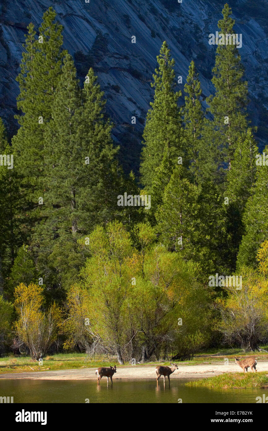 Mule Deer (Odocoileus hemionus) dallo specchio sul Lago Tenaya Canyon, il Parco Nazionale di Yosemite in California, Stati Uniti d'America Foto Stock