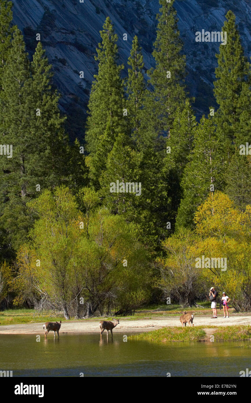 Mule Deer (Odocoileus hemionus) e turisti, dallo specchio sul Lago Tenaya Canyon, il Parco Nazionale di Yosemite in California, Stati Uniti d'America Foto Stock