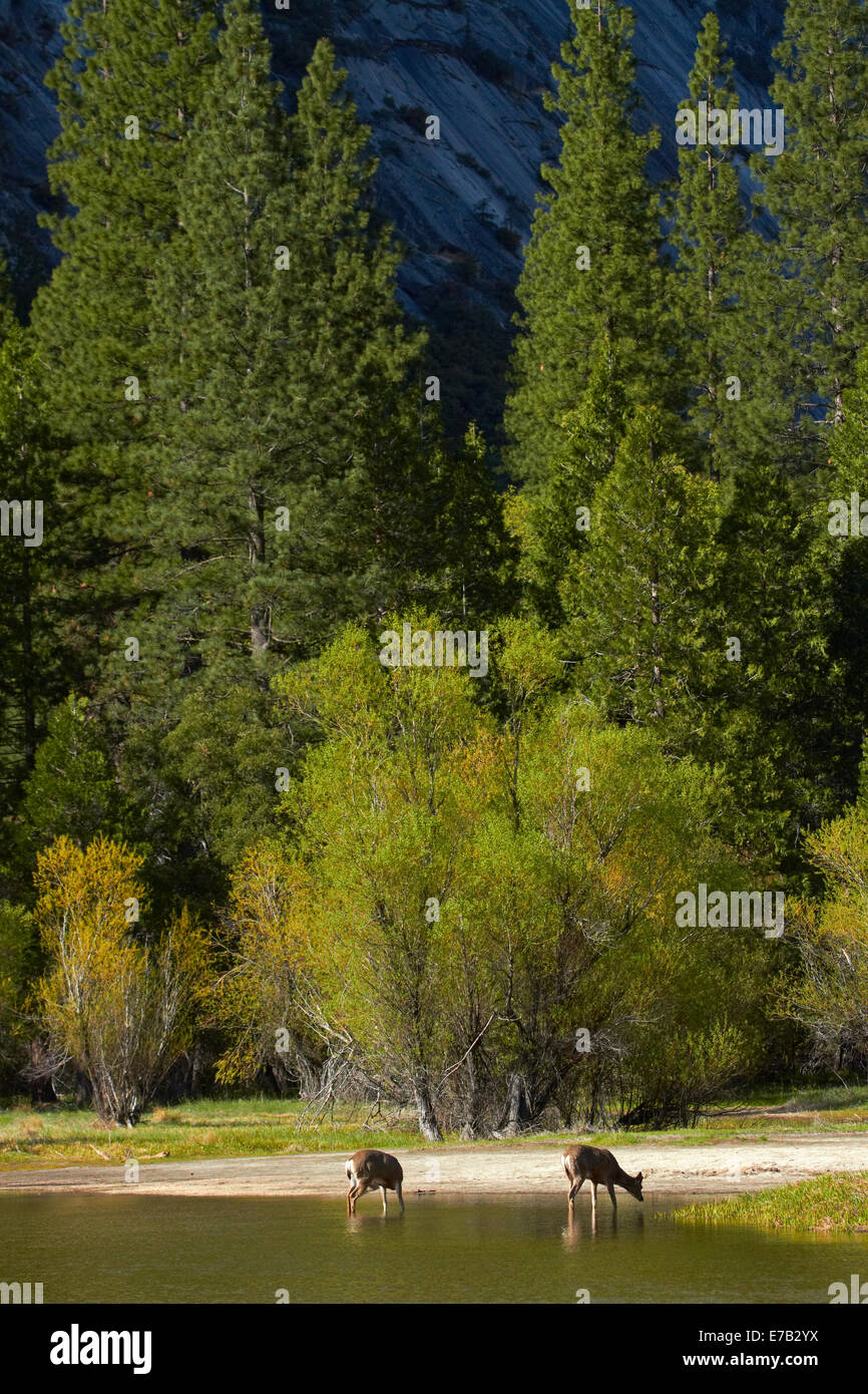 Mule Deer (Odocoileus hemionus) dallo specchio sul Lago Tenaya Canyon, il Parco Nazionale di Yosemite in California, Stati Uniti d'America Foto Stock
