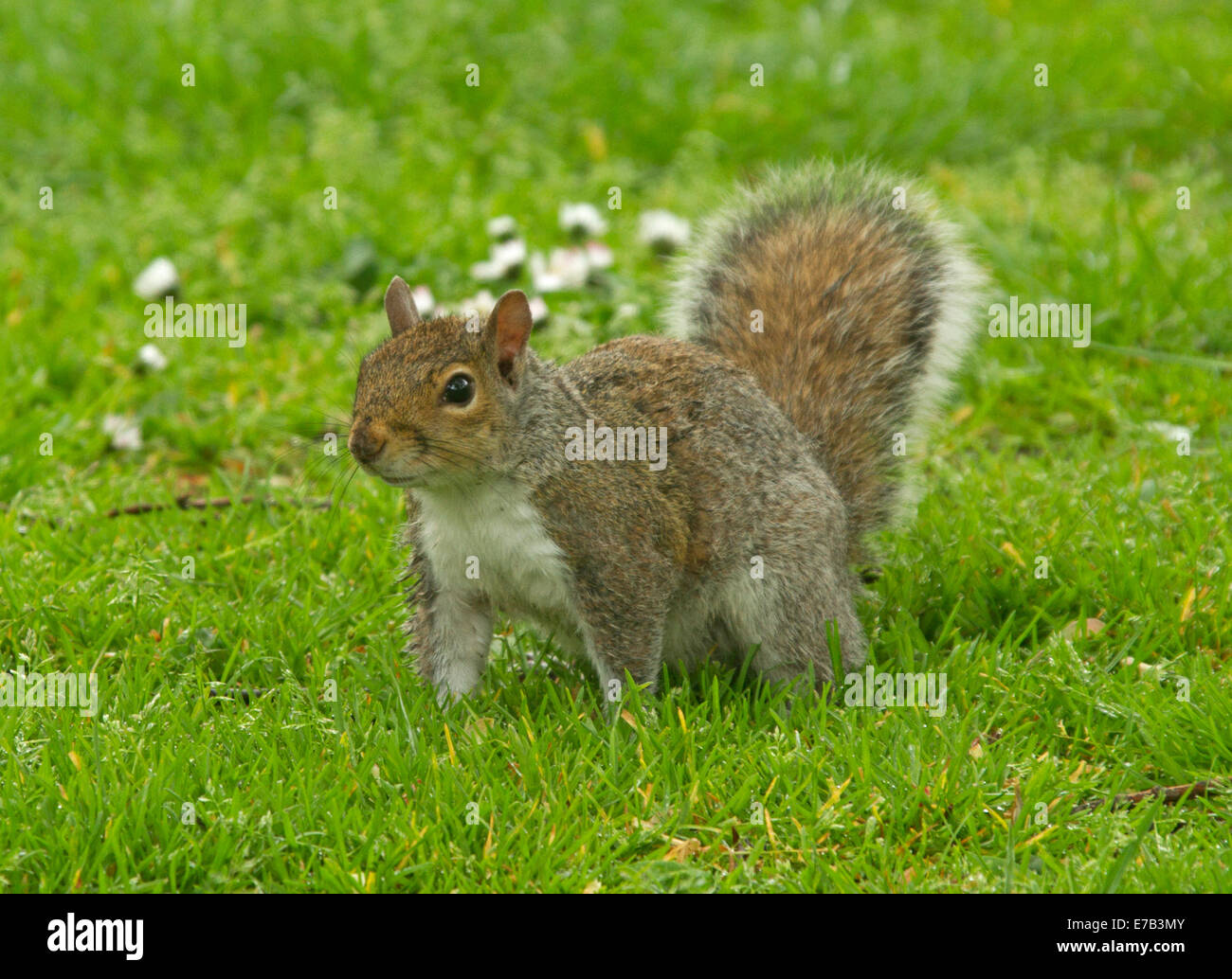 Orientale scoiattolo grigio, Sciurus carolinensis, una specie introdotta, sull'erba nel parco nella città di Chester Inghilterra England Foto Stock