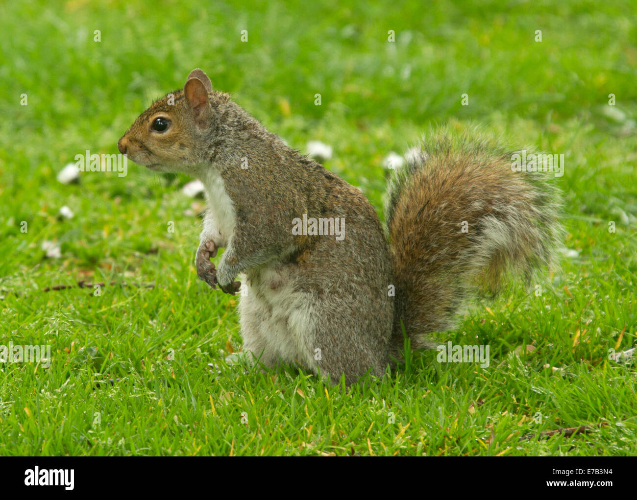Orientale scoiattolo grigio, Sciurus carolinensis, una specie introdotta, sull'erba nel parco nella città di Chester Inghilterra England Foto Stock