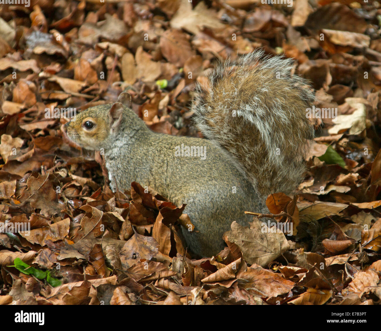 Orientale scoiattolo grigio, Sciurus carolinensis, una specie introdotta, scampering tra caduto foglie di autunno in inglese dei boschi Foto Stock