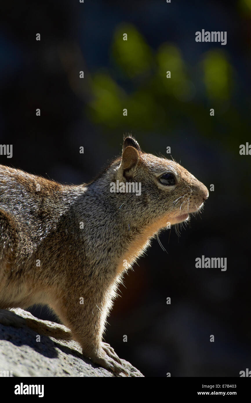 La massa della California scoiattolo (Otospermophilus beecheyi), dal sentiero di nebbia, Yosemite National Park, California, Stati Uniti d'America Foto Stock