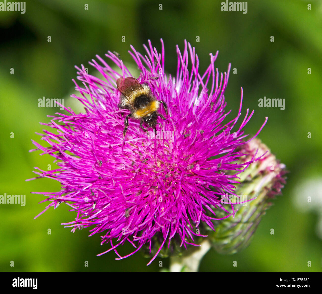 Bee, con lunghi probosis chiaramente visibile tra i petali, raccogliendo il nettare da viola fiore di cardo contro lo sfondo di colore verde Foto Stock