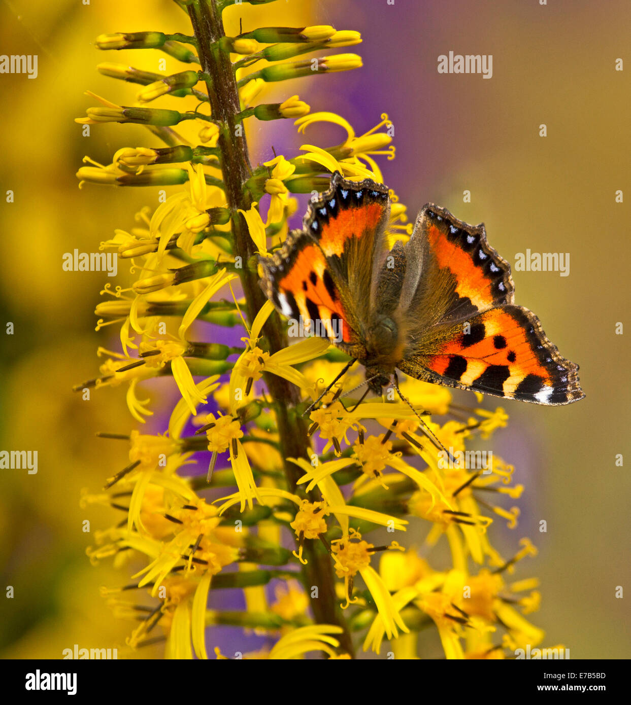 Colorato arancione e nero British piccola tartaruga butterfly, Aglais urticae, sui fiori gialli in giardino a Bakewell, Inghilterra Foto Stock