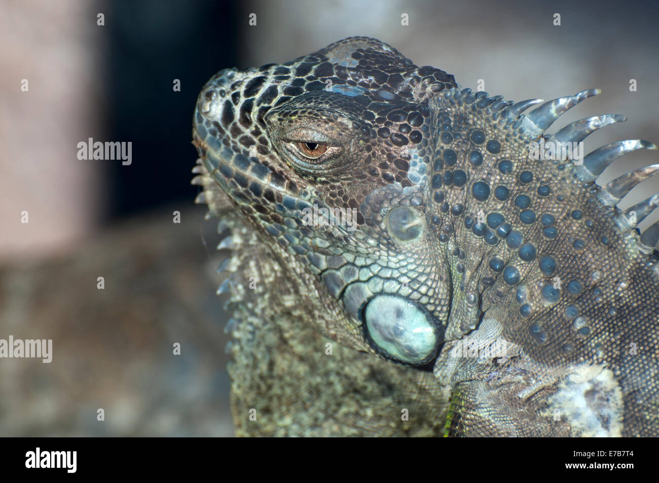 Grossa iguana con punte in tutto il suo corpo Foto Stock