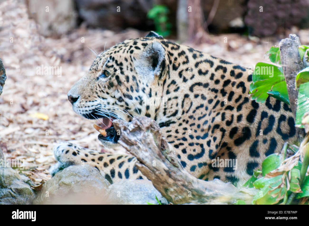 Le bande della tigre nel mezzo della giungla Foto Stock Le bande della tigre nel mezzo della giungla Foto Stock