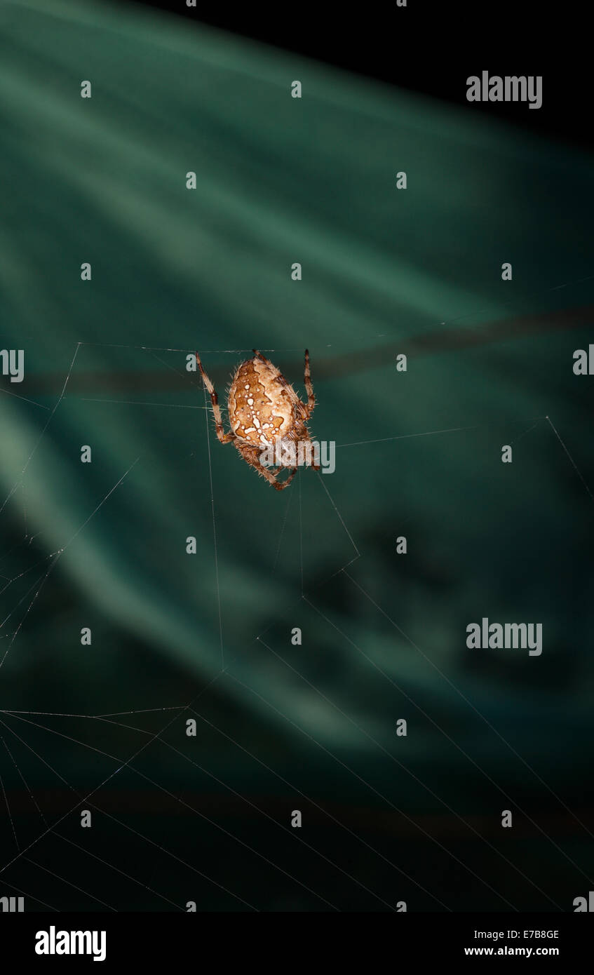Araneus Diadematus British Garden Spider nel suo web Foto Stock