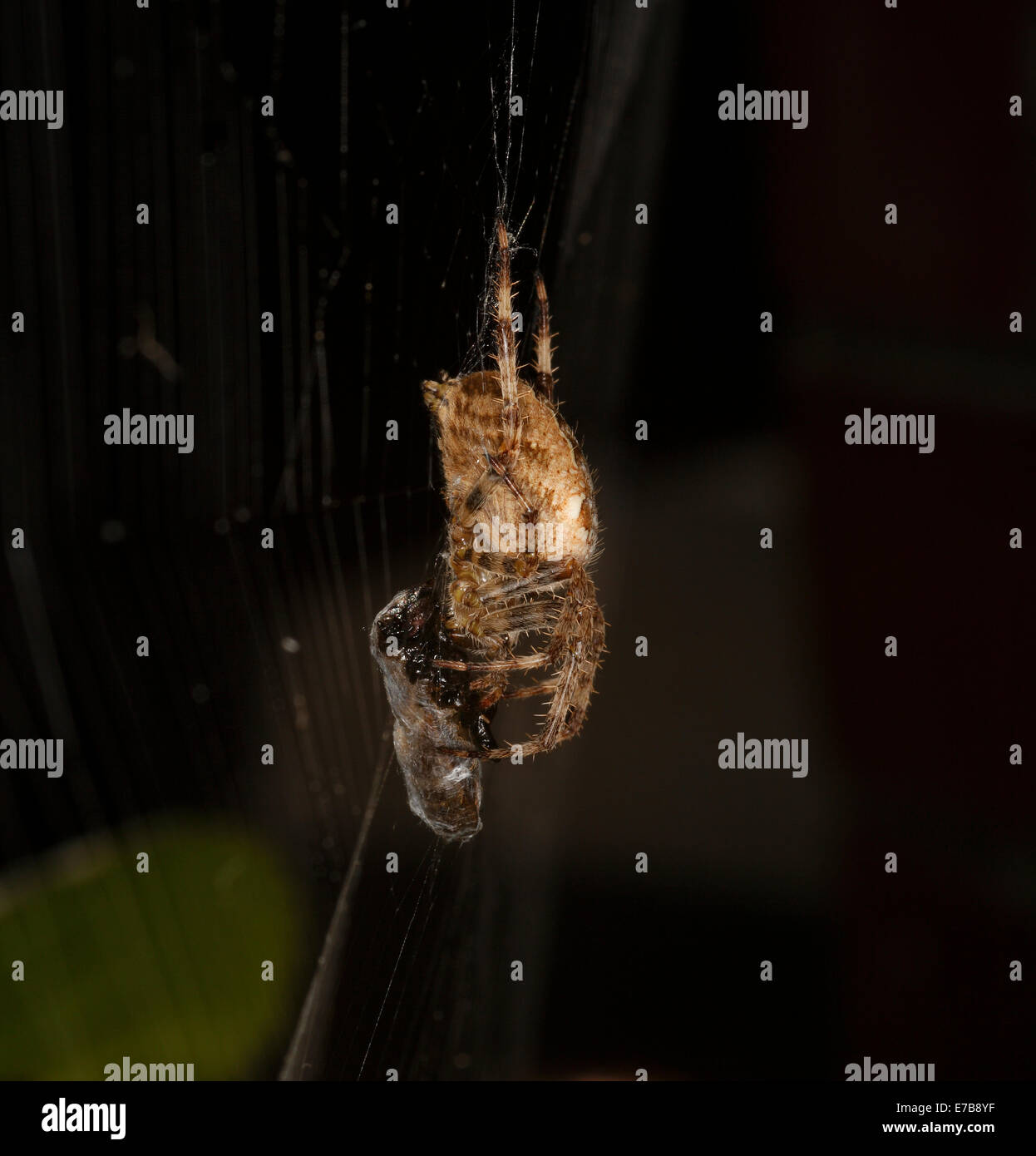 Araneus Diadematus British Garden Spider nel suo web con la sua preda avvolto in un sacco di silken Foto Stock