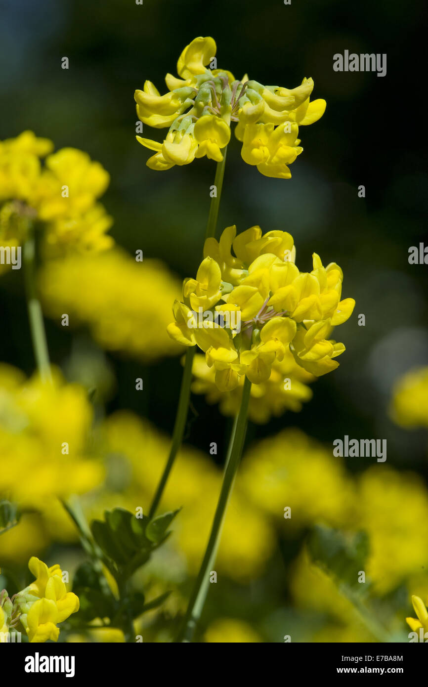 Crown vetch, coronilla coronata Foto Stock