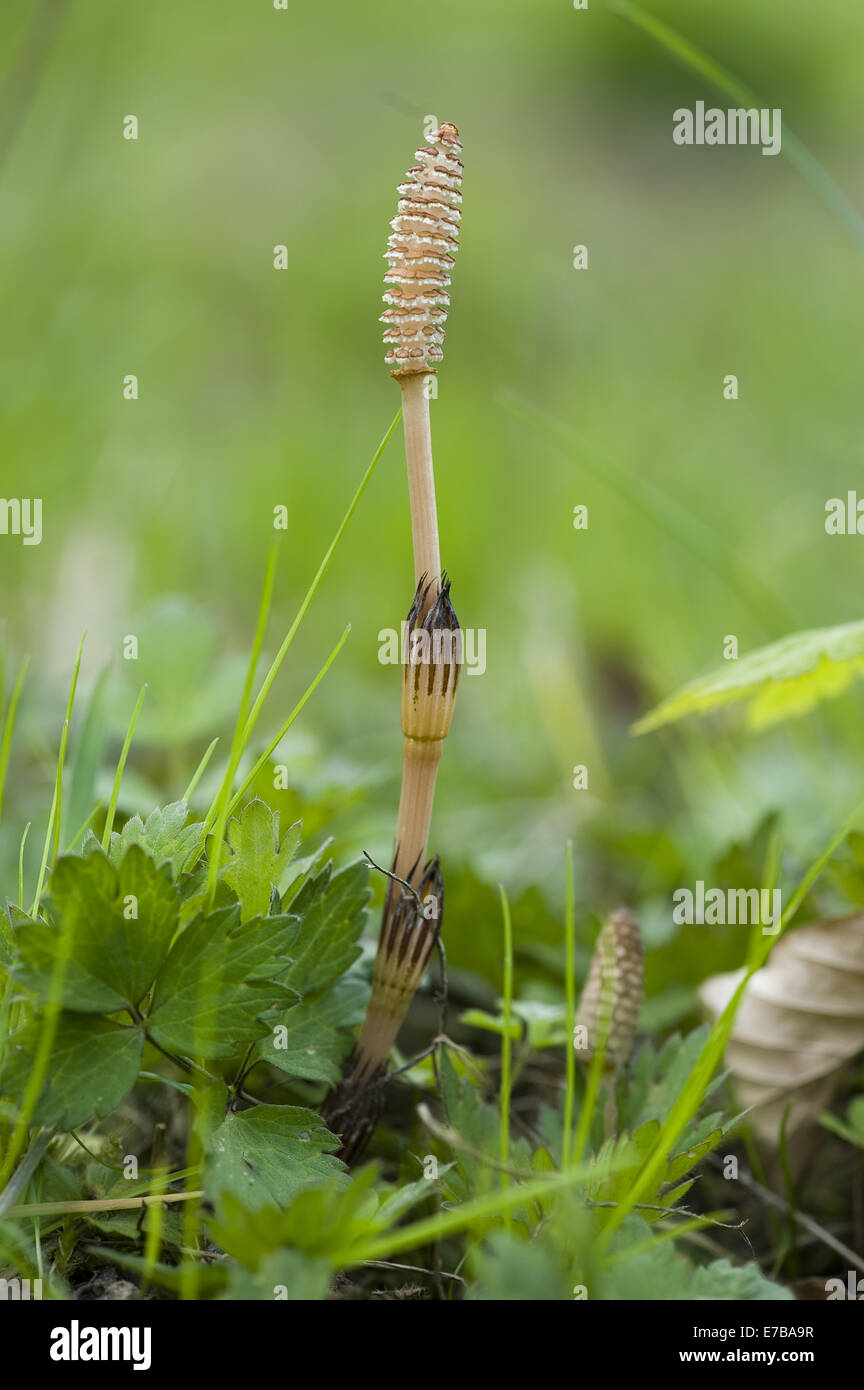 Campo equiseto, Equisetum arvense Foto Stock