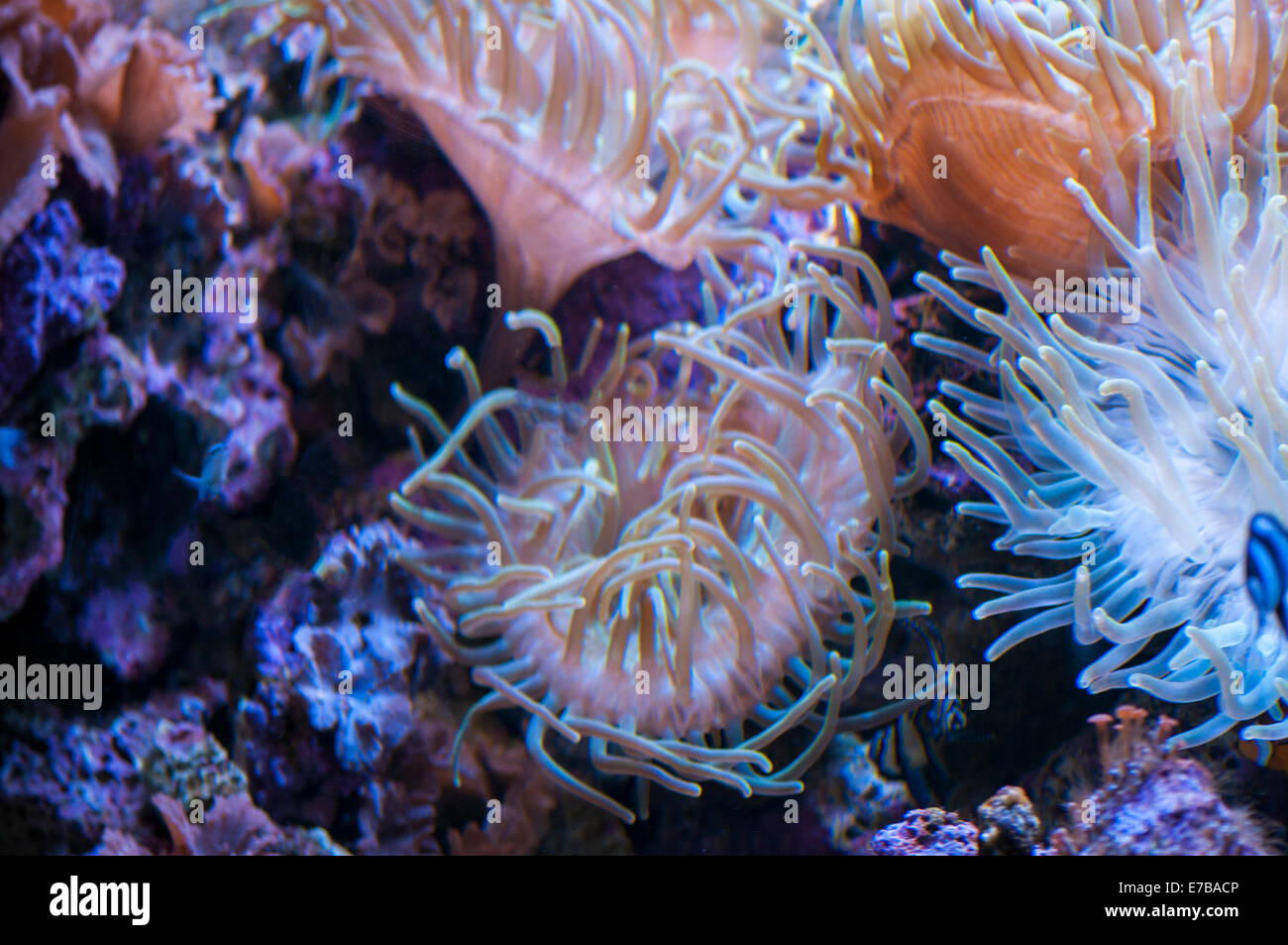 I colori dei coralli nel fondo dell'oceano Foto Stock