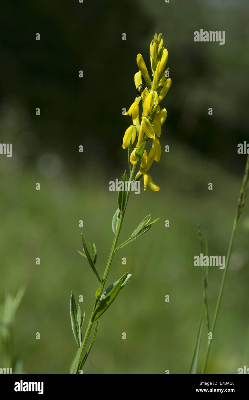 Dyer la ginestra, genista tinctoria Foto Stock