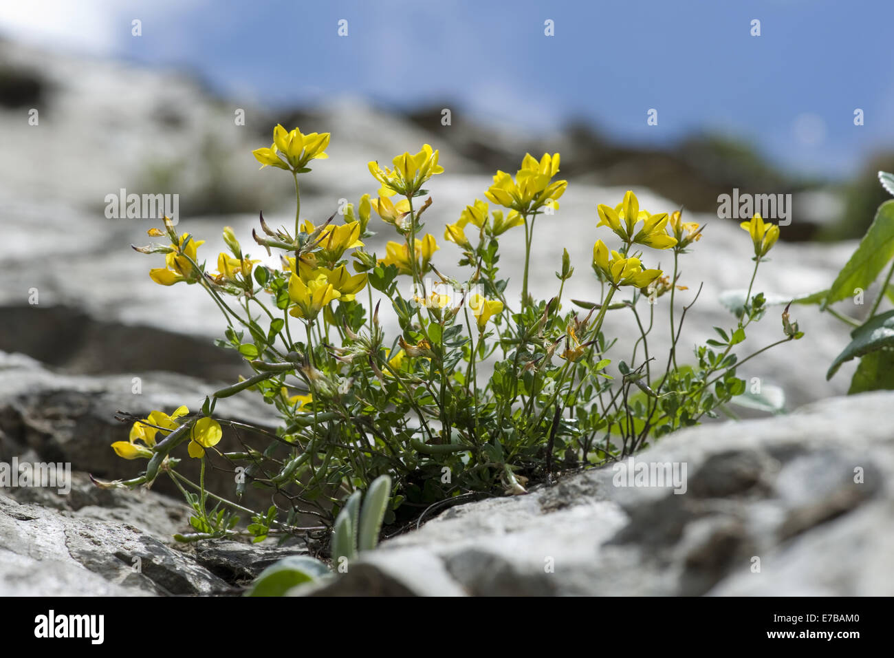 Alpine-birdsfoot trefoil, lotus alpinus Foto Stock