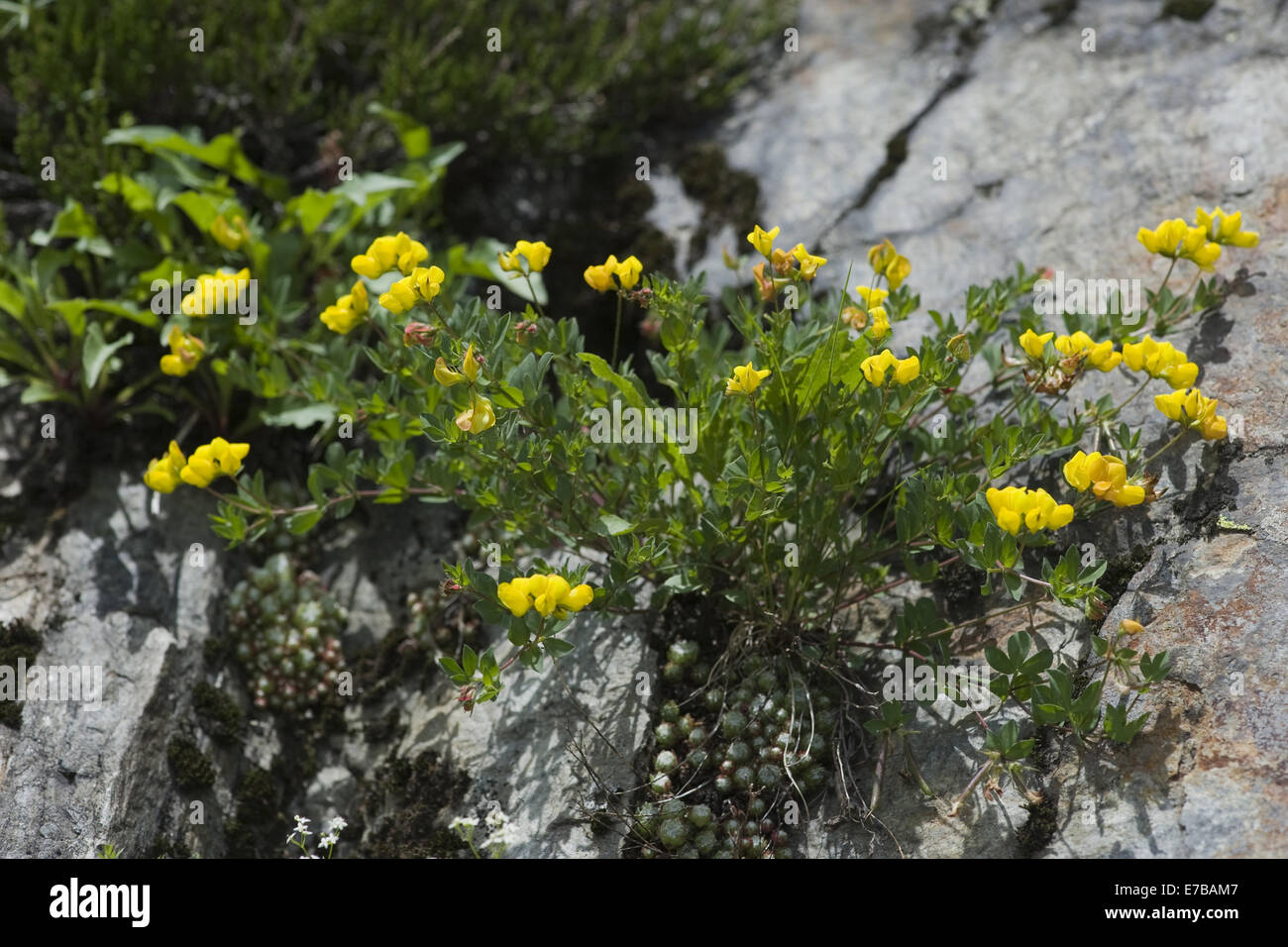 Alpine-birdsfoot trefoil, lotus alpinus Foto Stock