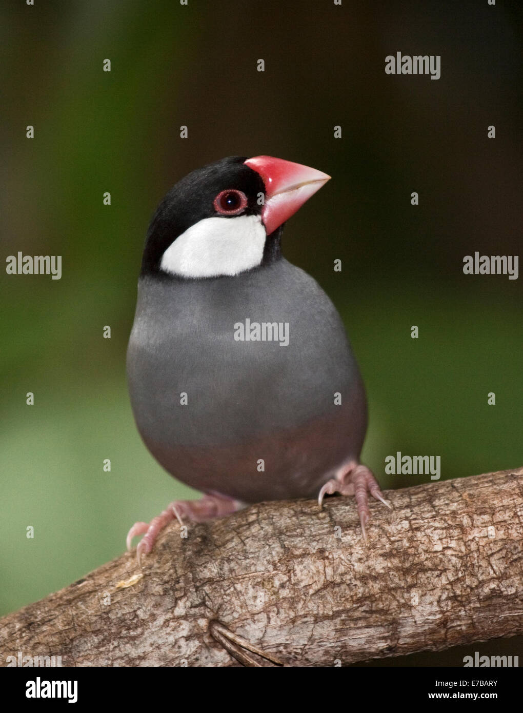 Java Finch (padda oryzivora) Foto Stock