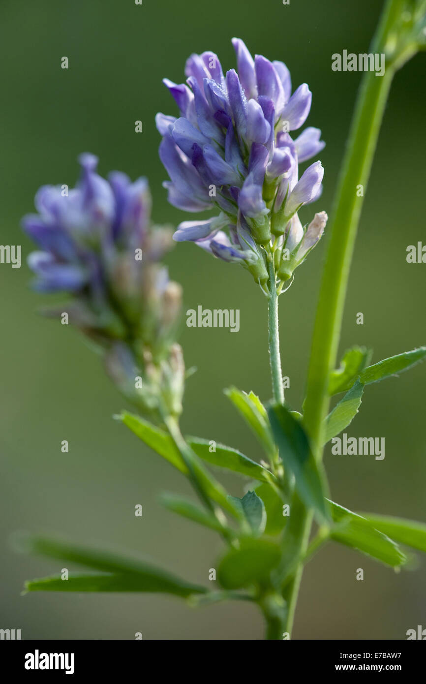 Erba medica, medicago sativa Foto Stock