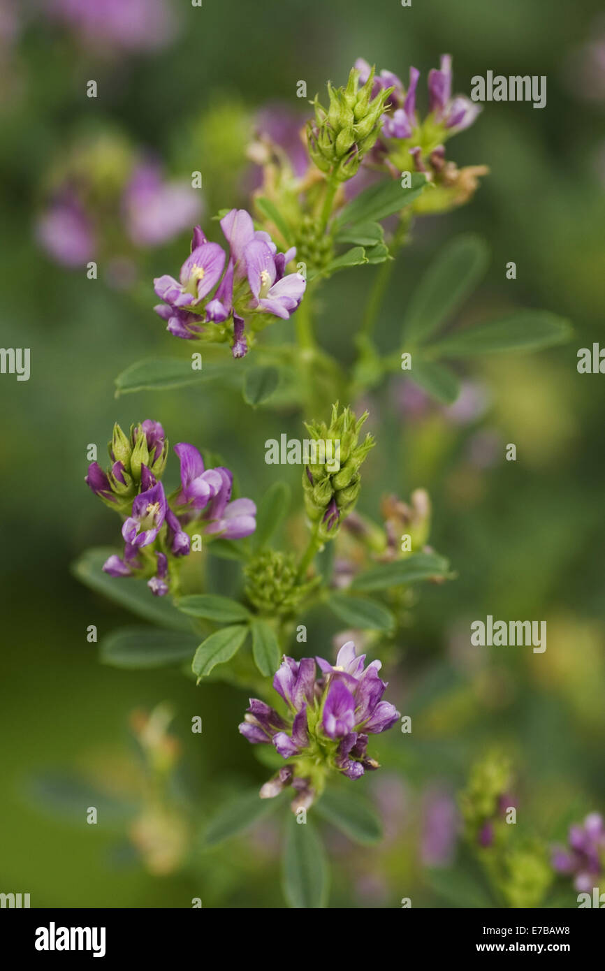 Erba medica, medicago sativa Foto Stock