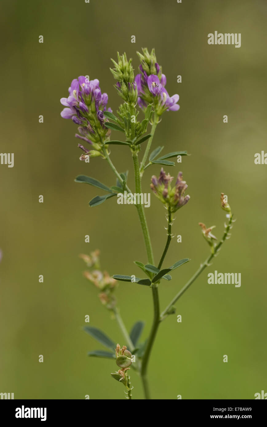 Erba medica, medicago sativa Foto Stock