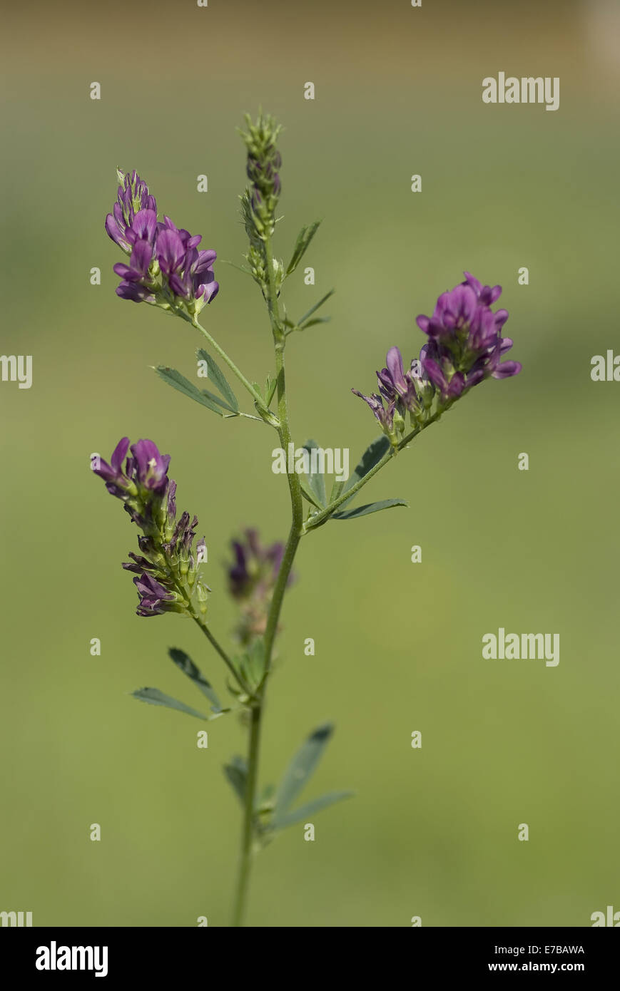 Erba medica, medicago sativa Foto Stock