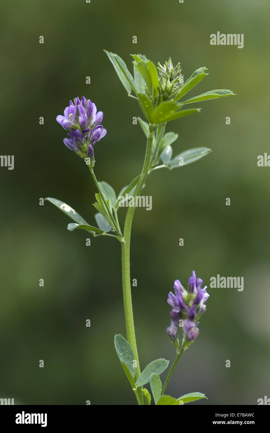 Erba medica, medicago sativa Foto Stock