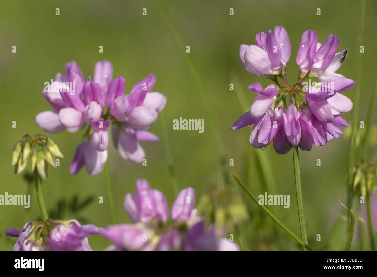 Crown vetch, securigera varia Foto Stock