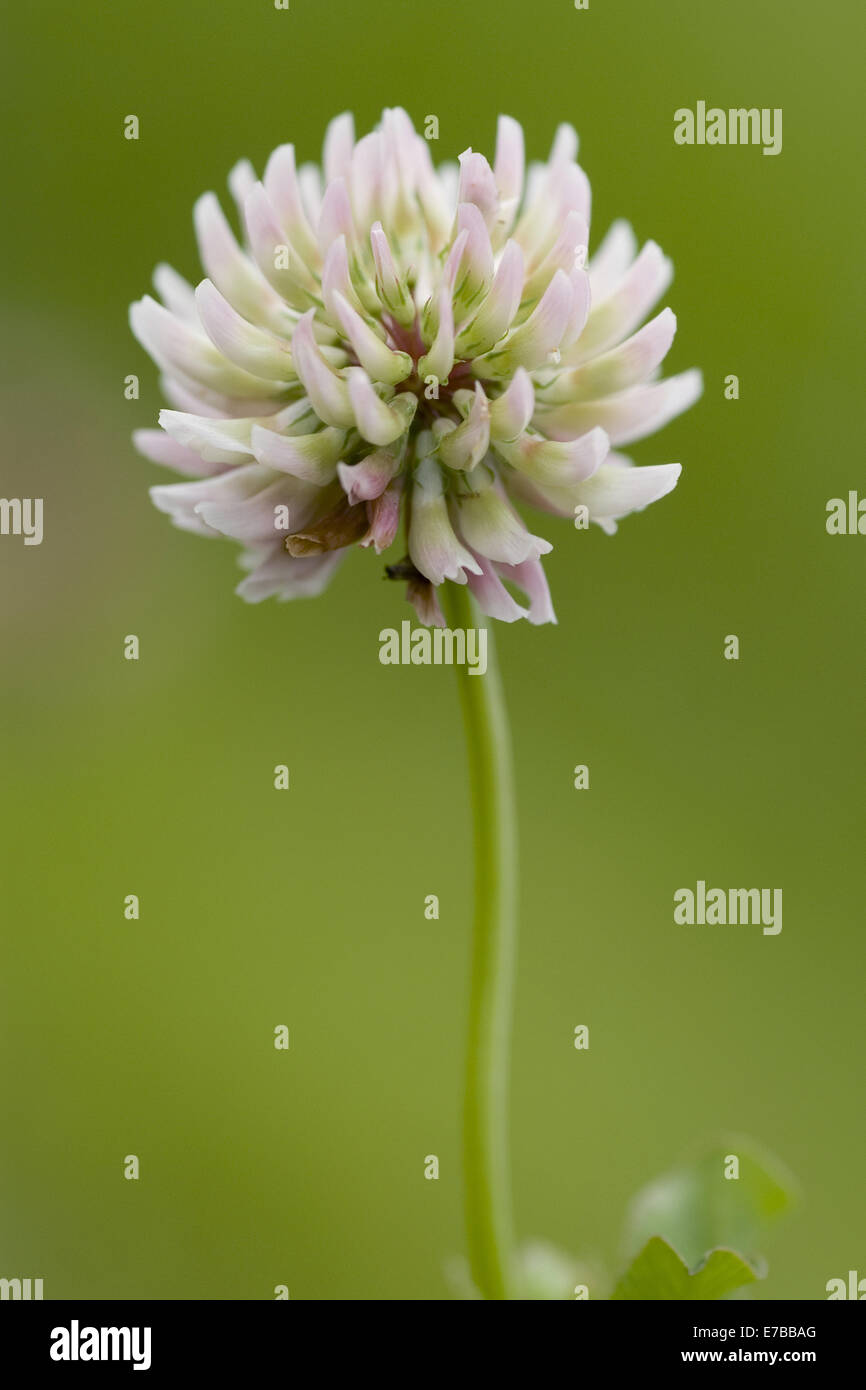 Il trifoglio ibrido, trifolium hybridum Foto Stock