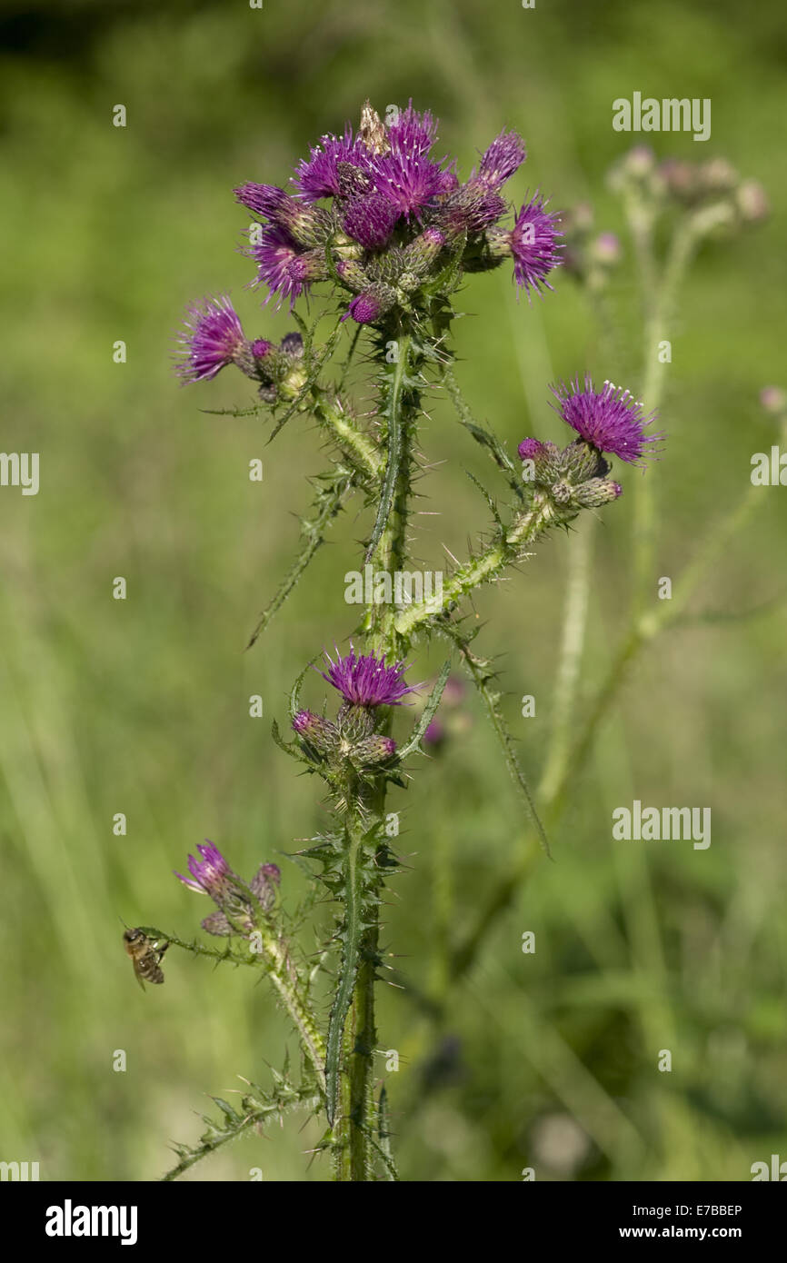 Marsh thistle, cirsium palustre Foto Stock