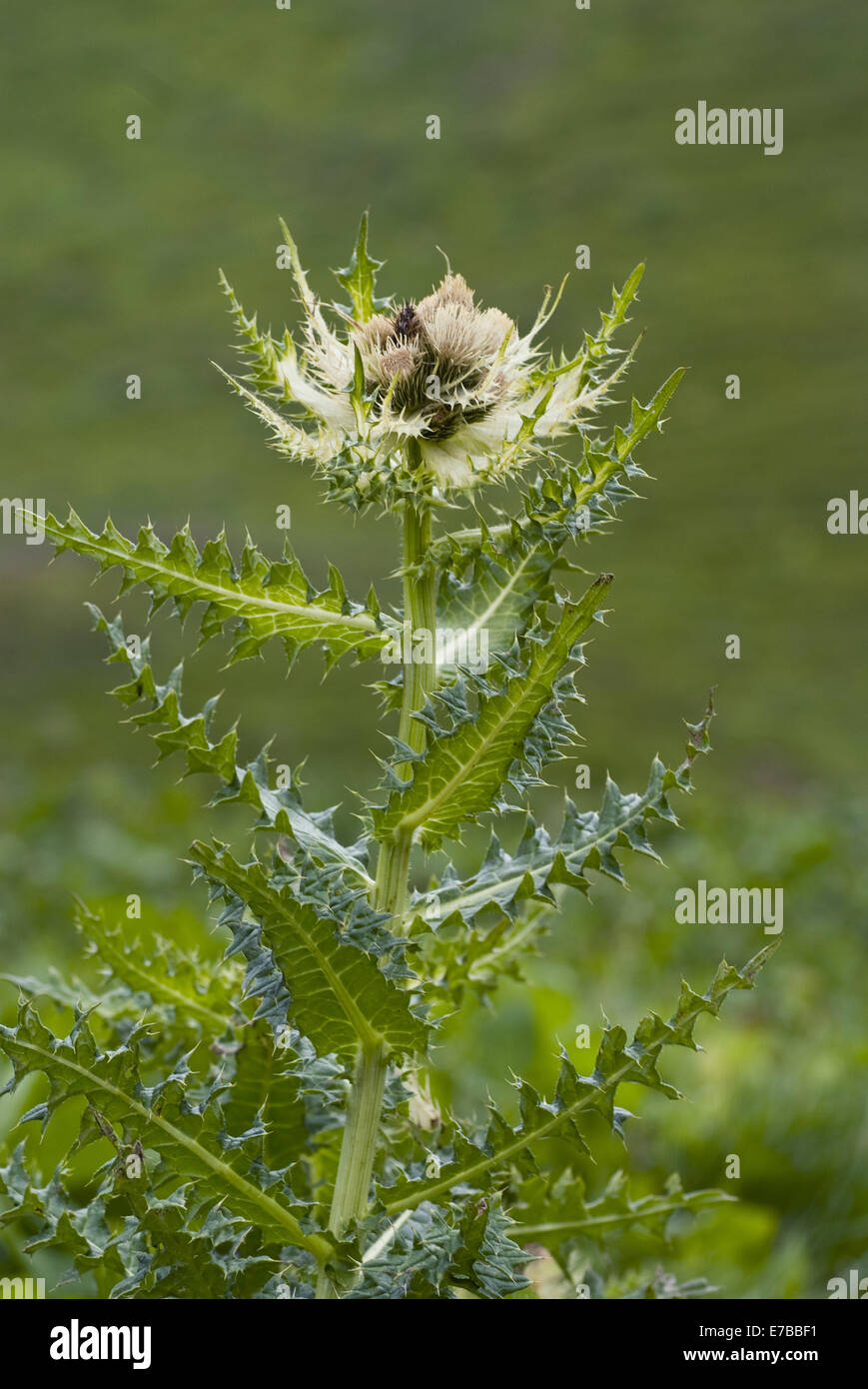 Thistle, cirsium spinosissimum Foto Stock