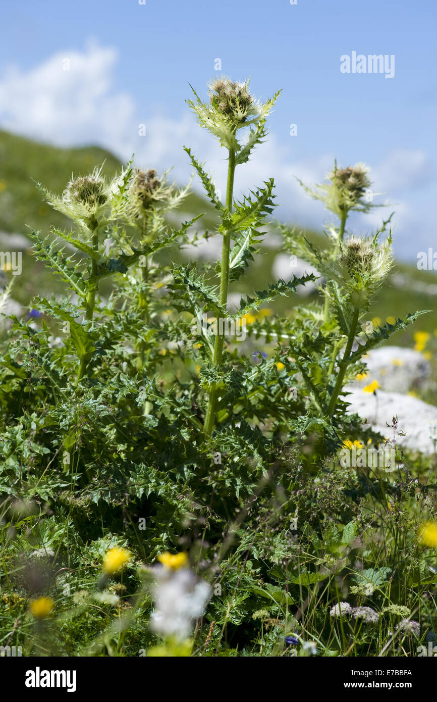 Thistle, cirsium spinosissimum Foto Stock