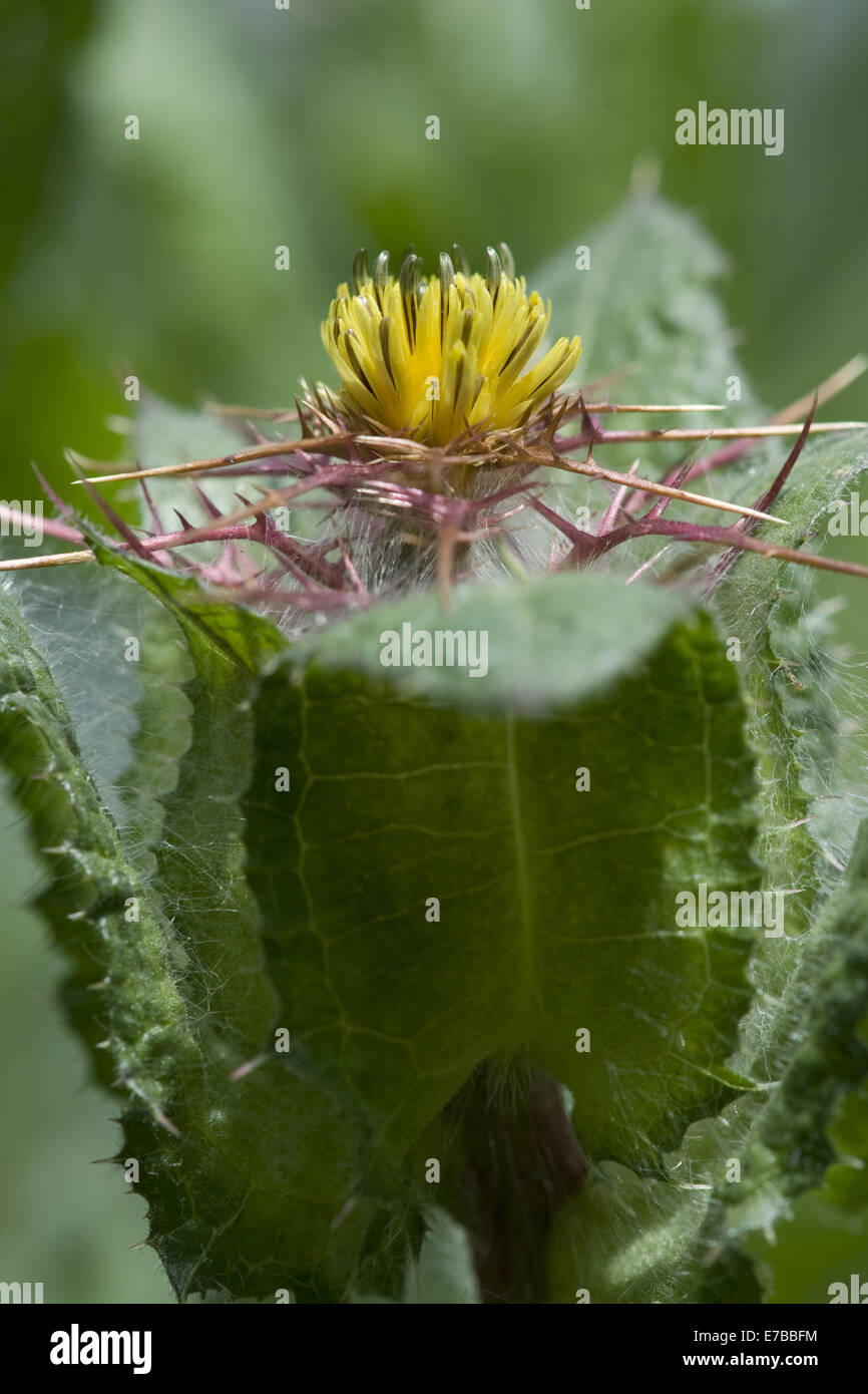 San Benedetto's Thistle, Cnicus benedictus Foto Stock